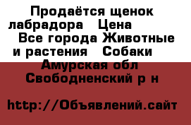 Продаётся щенок лабрадора › Цена ­ 30 000 - Все города Животные и растения » Собаки   . Амурская обл.,Свободненский р-н